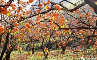 10月28(10月28日是农历几月几日)