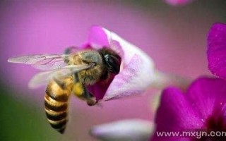 梦到蜜蜂(梦到蜜蜂预示着什么意思)